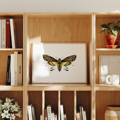 Death's-head Hawkmoth Print